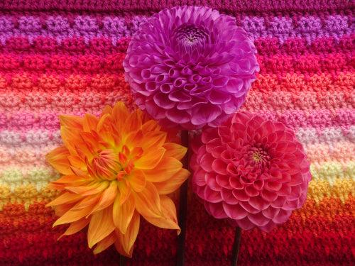 Attic 24 Dahlia Blanket Kit